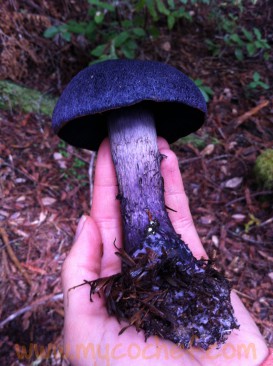 Patrick Hamilton, Mycochef.
