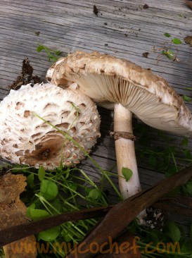 Patrick Hamilton, Mycochef.